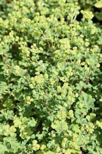 dwarf lady's mantle